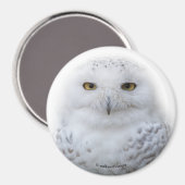 Mooi, drommelig en Serene Snowy Owl Magneet (Voorkant / Achterkant)