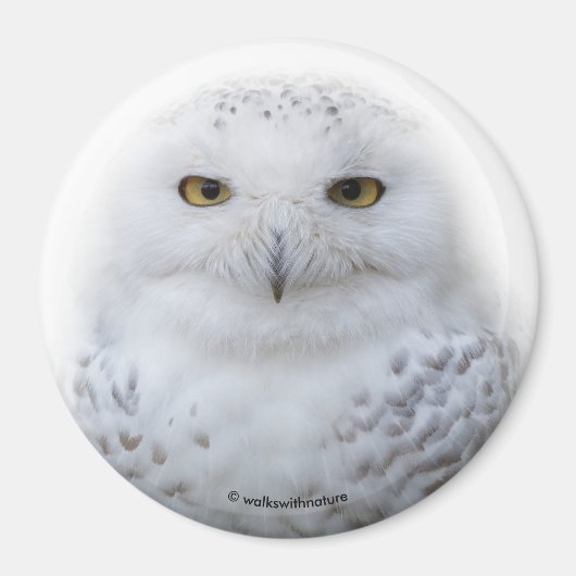 Mooi, drommelig en Serene Snowy Owl Magneet (Voorkant)