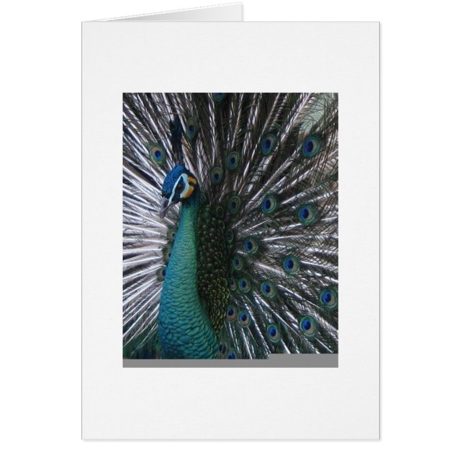 Mooi en gezellig palding Peacock (Voorkant)