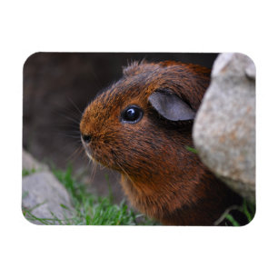 Mooi, glad, Gold Agouti Guinee Pig Magneet
