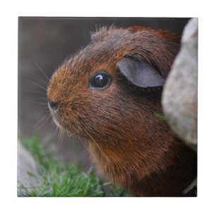 Mooi glad, Gold Agouti Guinee Pig Tegeltje