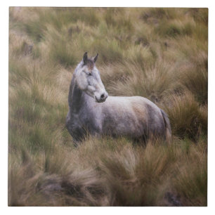Mooi grijs gekleurd paard tegeltje