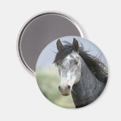 Mooi grijs paard magneet (Voorkant / Achterkant)