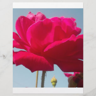 Mooi hemels Roos rood tegen blauw