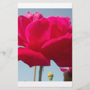 Mooi hemels Roos rood tegen blauw