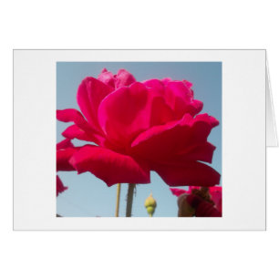 Mooi hemels Roos rood tegen blauw