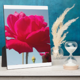 Mooi hemels Roos rood tegen blauw Fotoplaat