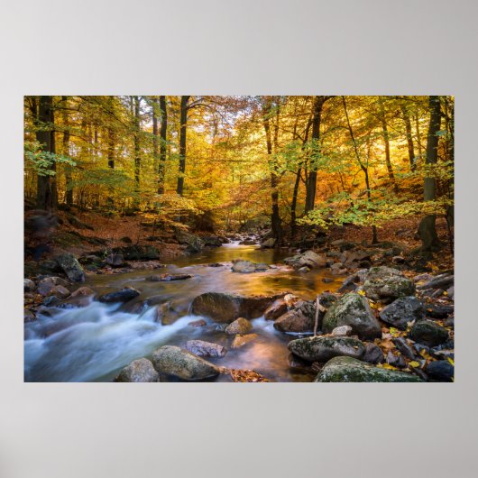 Mooi herfstbos poster (Voorkant)