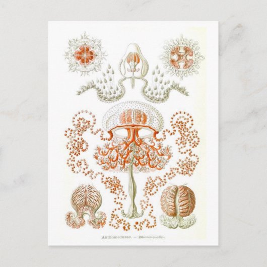 Mooi kwal Briefkaart (Voorkant)