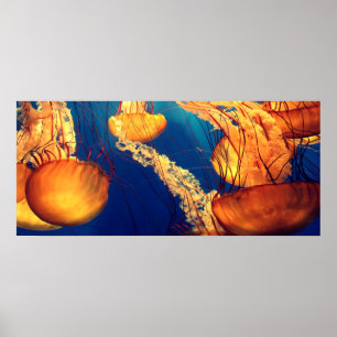 Mooi marien leven: Golden Jellyfish Poster