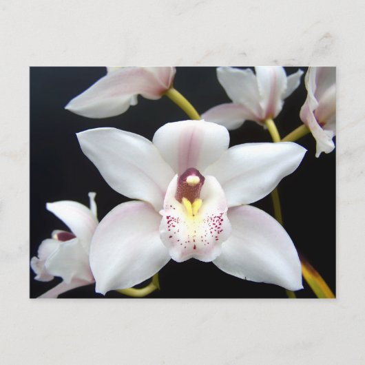 Mooi Orchid Briefkaart (Voorkant)