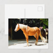 Mooi paard briefkaart (Voorkant / Achterkant)