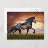 Mooi paard briefkaart (Voorkant / Achterkant)