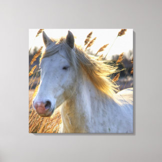 Mooi paard canvas afdruk