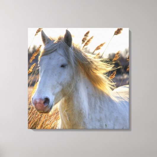 Mooi paard canvas afdruk (Voorkant)