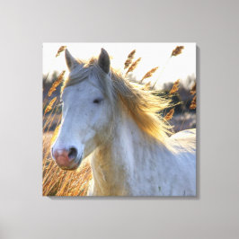 Mooi paard canvas afdruk