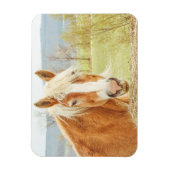 Mooi Palomino-Boerderij Magneet (Verticaal)