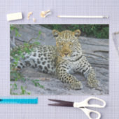 mooi papier van luipaard (Craft)