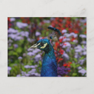 Mooi portret van Peafowl Briefkaart
