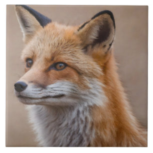 Mooi Portret van Red Fox in Wilderness 2a Tegeltje