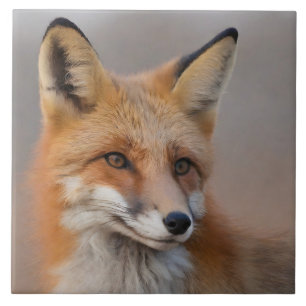 Mooi Portret van Red Fox in Wilderness 3a Tegeltje