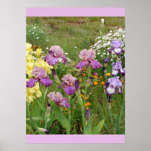 Mooi Poster Iris Irise Flower Garden (Voorkant)