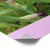 Mooi Poster Iris Irise Flower Garden (Hoek)