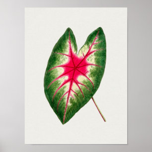 Mooi  Poster van Botanische Illustratie
