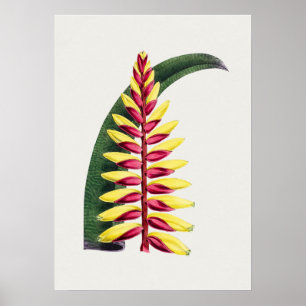 Mooi  Poster van Botanische Illustratie