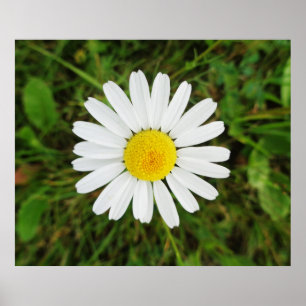 Mooi Poster van Common Daisy