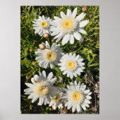 Mooi Poster van de ventilatortuin, White Daisy (Voorkant)