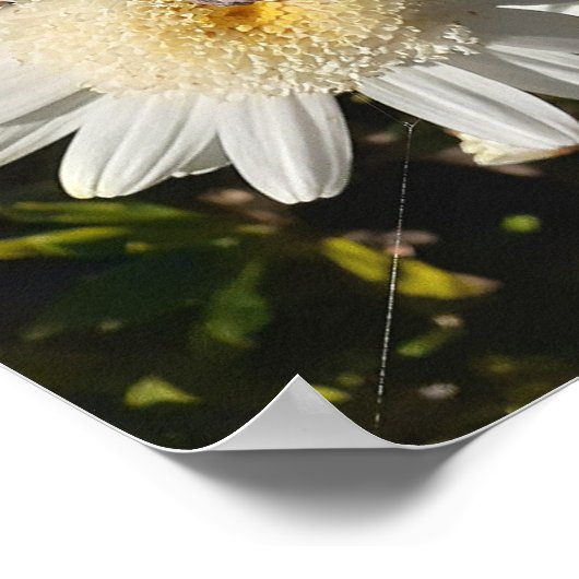 Mooi Poster van de ventilatortuin, White Daisy (Hoek)