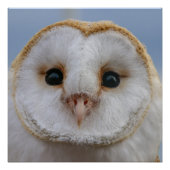 Mooi Poster van Owl Face Perfect Poster (Voorkant)