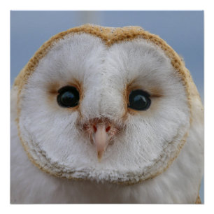 Mooi Poster van Owl Face Perfect Poster