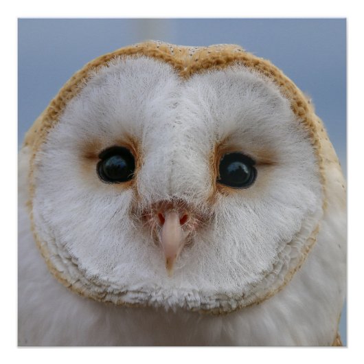 Mooi Poster van Owl Face Perfect Poster (Voorkant)
