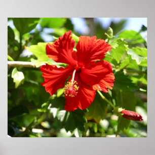 Mooi Poster van Red Hawaiian Hibiscus Flower