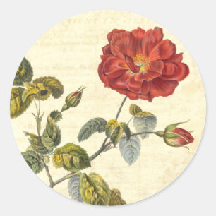 Mooi  Rood Rose Antiek Botanisch Ronde Sticker