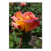 Mooi Roos (Voorkant)