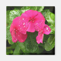 Mooi roze lente bloemen macro fotografie