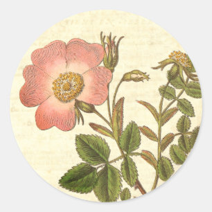 Mooi Roze Rose Antiek Botanisch Ronde Sticker
