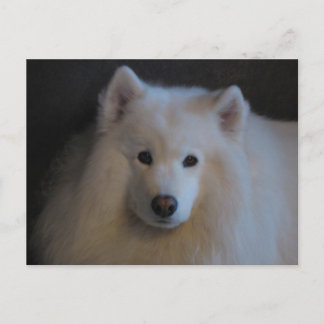 Mooi Samoyed Briefkaart