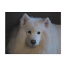 Mooi Samoyed
