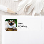 Mooi Siamese kat-fotolabel Etiket (Insitu)