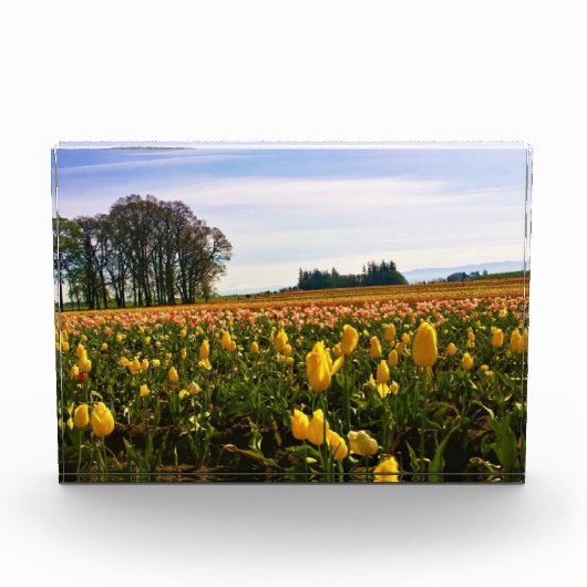 Mooi Tulp Field, Oregon Fotoblokken (Voorkant)