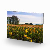 Mooi Tulp Field, Oregon Fotoblokken (Rechts)