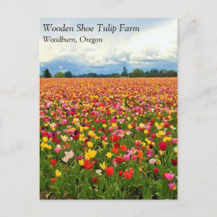 Mooi Tulp-veld, oregon-Briefkaart Briefkaart