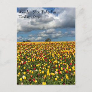 Mooi Tulp-veld, oregon-Briefkaart Briefkaart