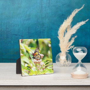 Mooi Vlinder Kunst Fotoplaat