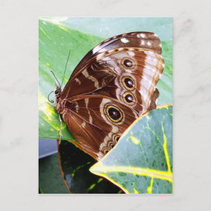 mooi vlindermotje bruin beige afbeelding insect briefkaart