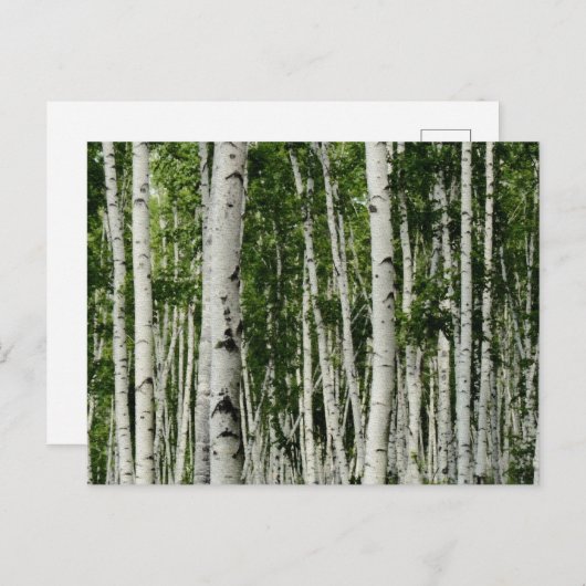 Mooi vogelbos briefkaart (Voorkant / Achterkant)